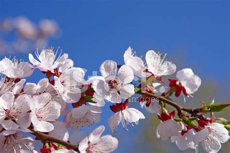 杏樹開花